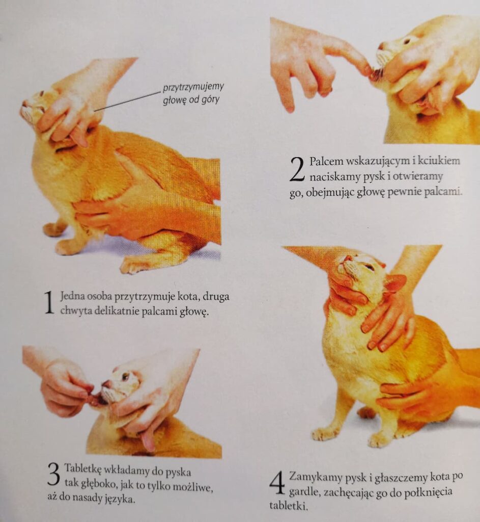Jak podawać kotu tabletkę krok po kroku