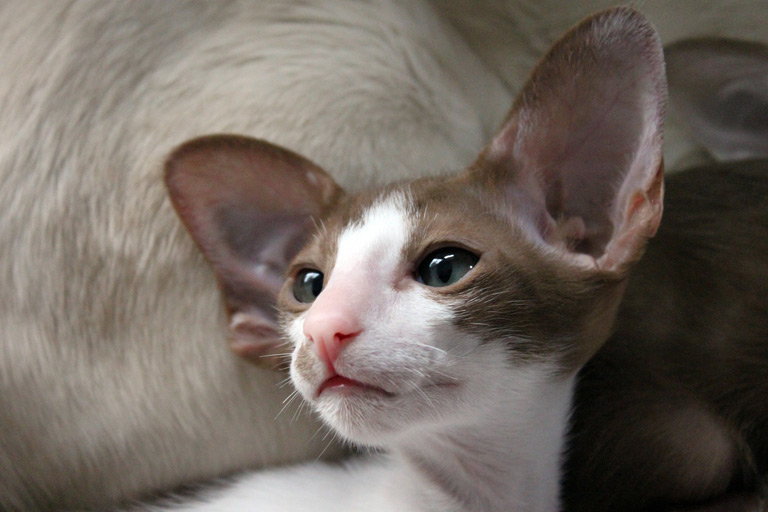 Kot orientalny to rasa kotów, która po raz pierwszy pojawiła się w latach 50. XX wieku w Anglii jako potomek kota syjamskiego.