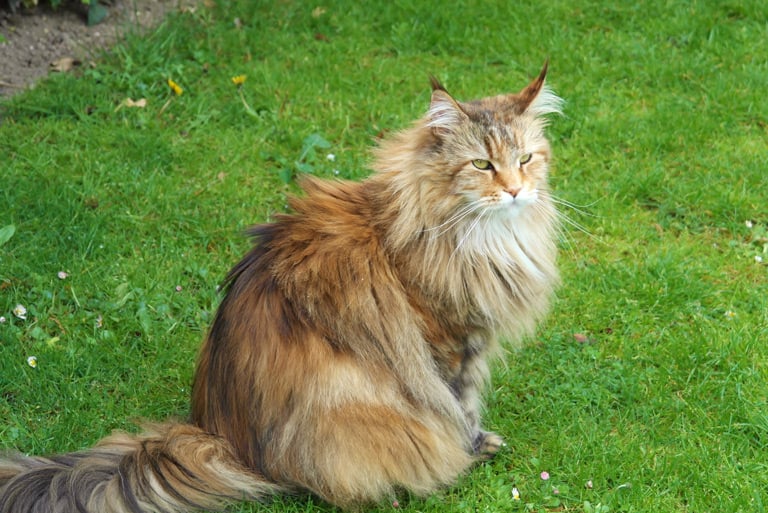 Kot syberyjski to najczęściej spotykana rasa kotów domowych w Rosji, niegdyś uznawany za zwykłego dachowca.