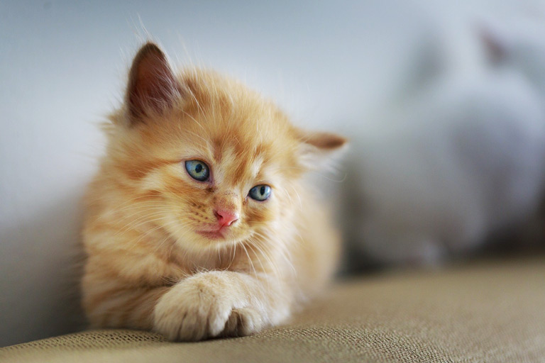 Małe kotki – jak wychować malutkie kociaki