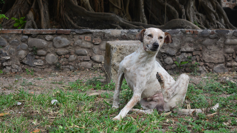 Nużeniec psi to pajęczak z rzędu roztoczy (Demodex canis), który żyje na skórze każdego psa bez względu na stan zdrowia, warunki, w jakich żyje pies czy wiek czworonoga.