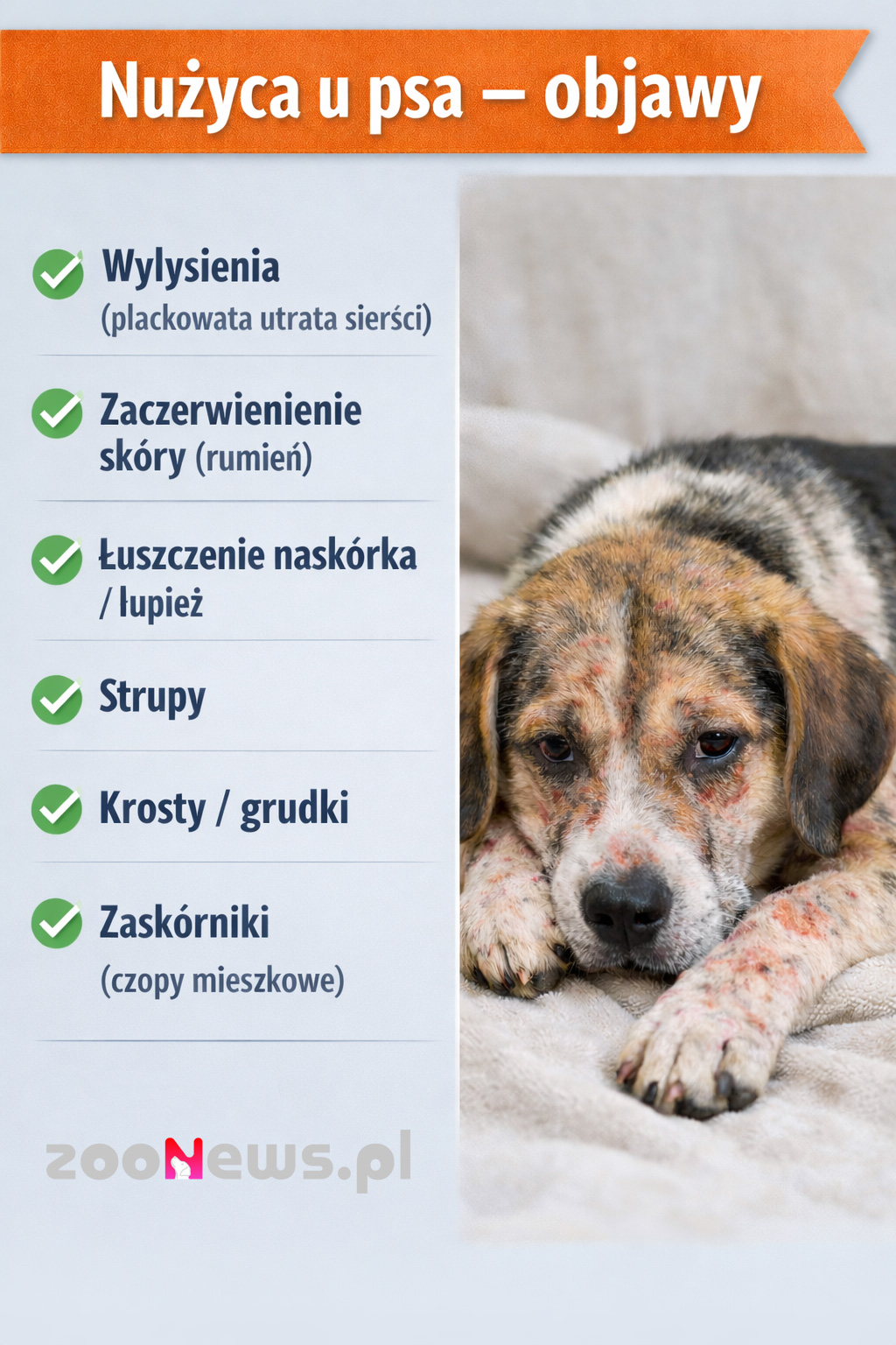 Nużyca u psa infografika