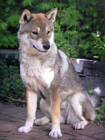 Shikoku to jedna z japońskich ras psów, zaliczana do średniej wielkości szpiców.