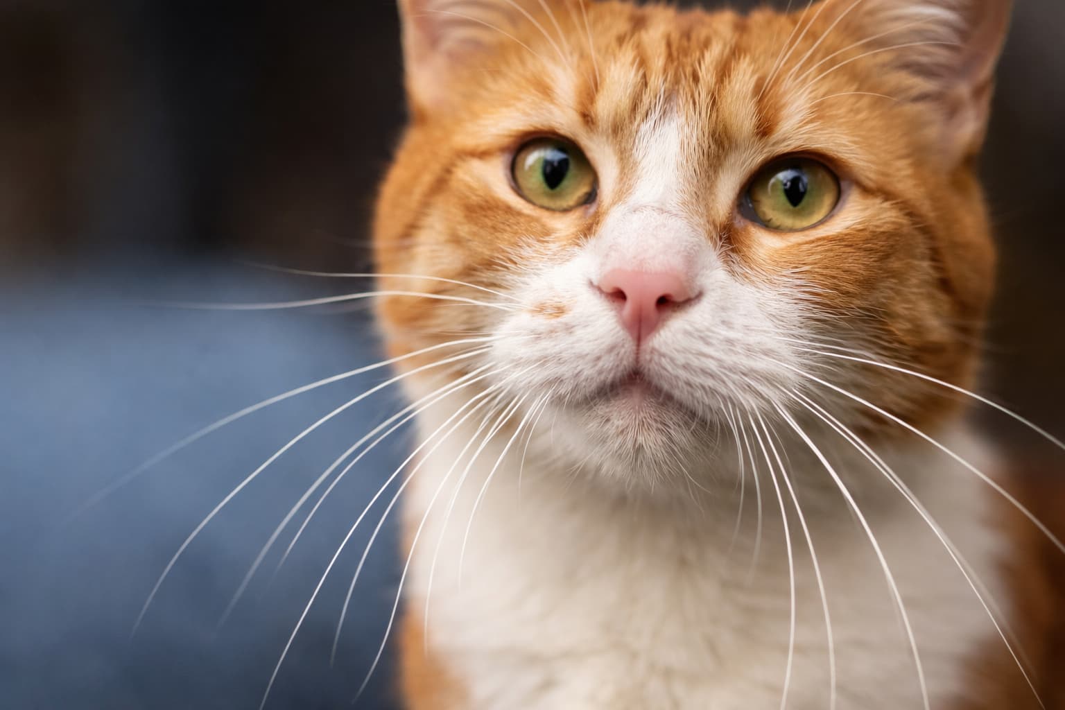 Wibrysy u kota: jakie funkcje pełnią kocie wąsy?