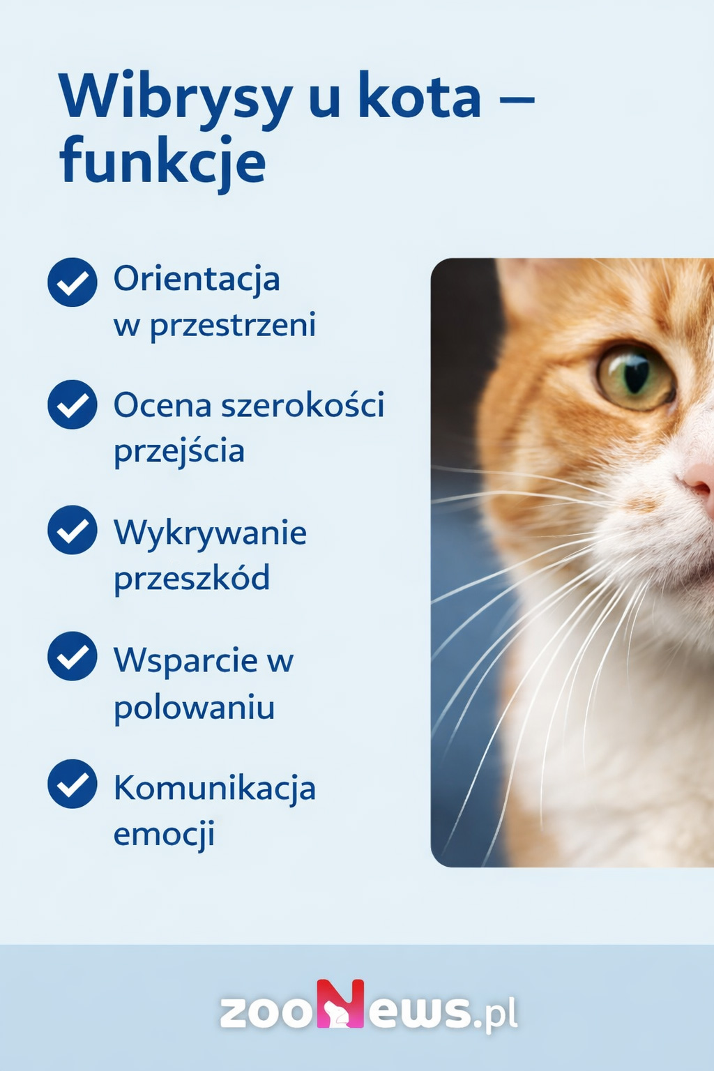 Wibrysy u kota infografika