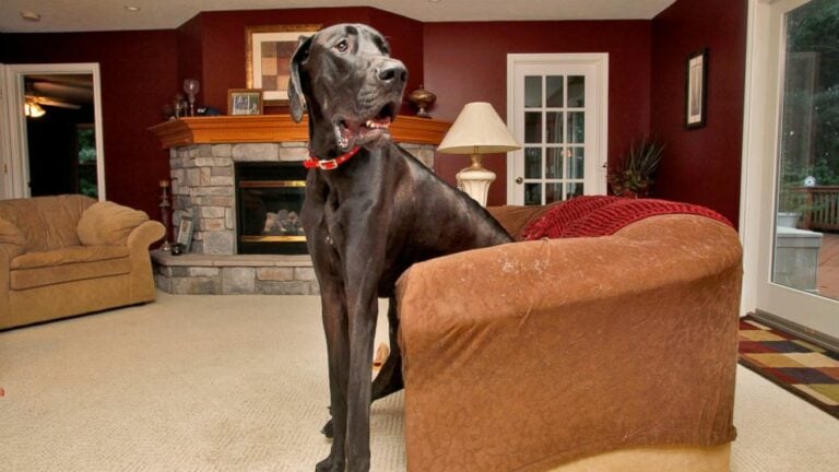Zeus to największy pies na całym świecie odnotowany w Księdze Rekordów Guinnessa