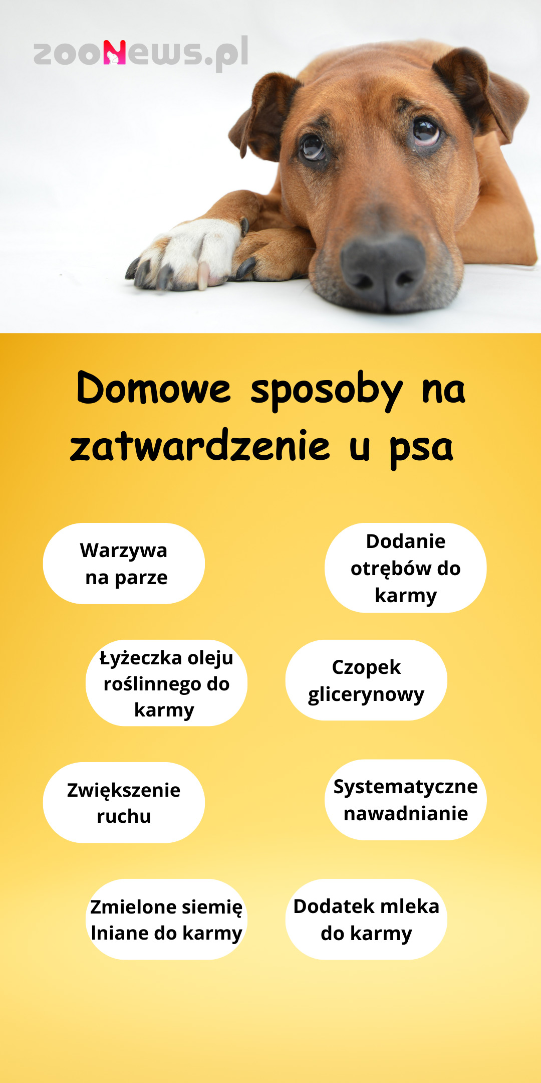Infografika - domowe sposoby na zatwardzenie u psa