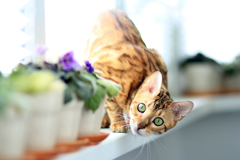 Co lubią koty – jak uszczęśliwić kota? TOP 11 pomysłów | Zoonews.pl
