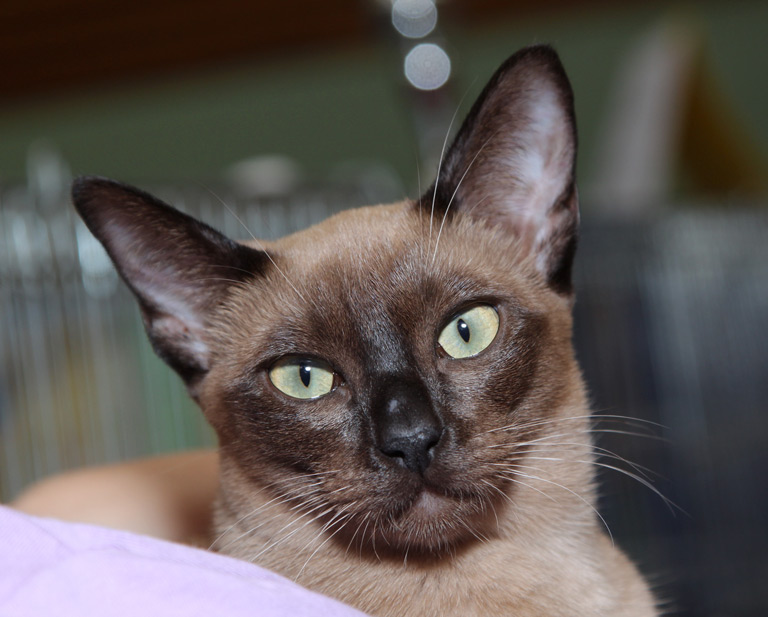 Kot tonkijski to rasa kotów znana od lat 30. XX wieku, kiedy to protoplastka rasy kotów burmańskich kotka Wong Mau urodziła pierwszy miot po skrzyżowaniu jej z kotem syjamskim.