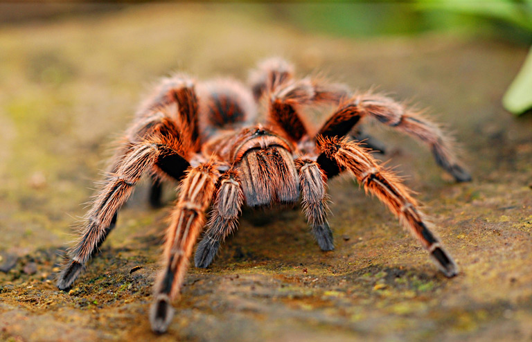Największy pająk na świecie – TOP10 pająków