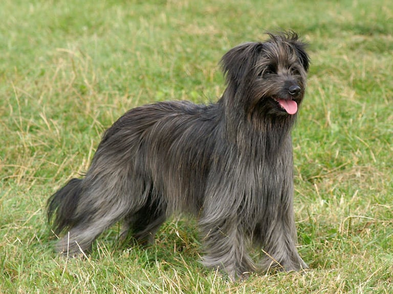 Owczarek pirenejski to pies użytkowy, który poza ojczyzną nie był powszechnie znany.