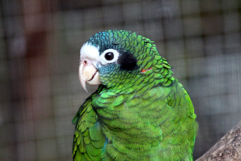Papugi amazonki są monogamiczne, oznacza to, że samodzielnie dobierają się w pary na całe życie.