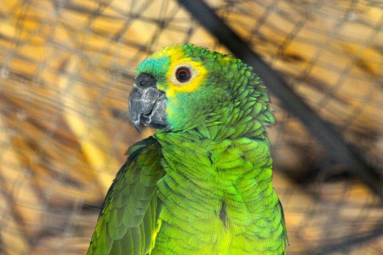 Papuga amazonka – cena, hodowla, żywienie