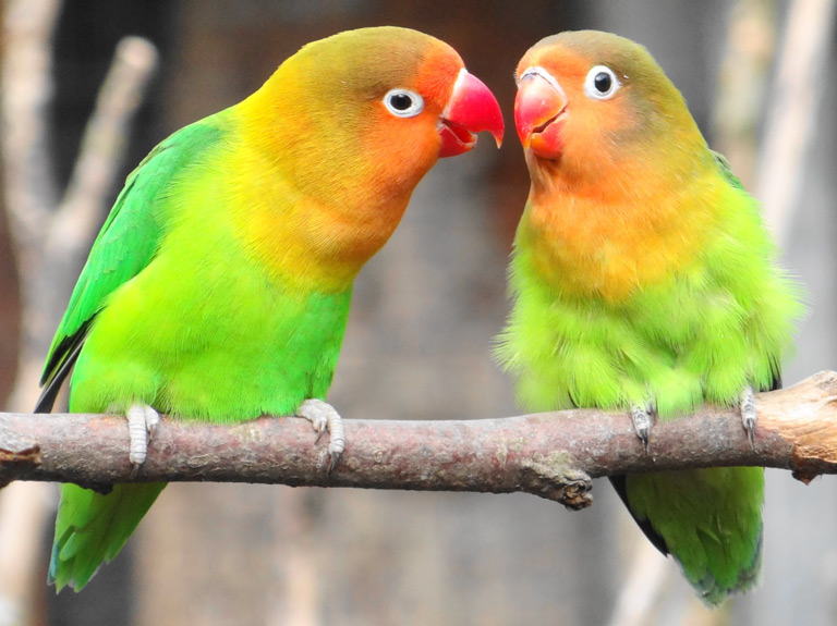 Papużki nierozłączki – cena, klatka, hodowla