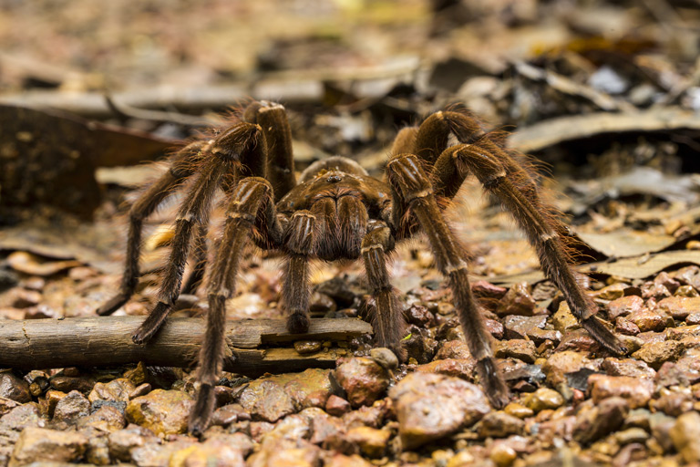 Ptasznik goliat to gatunek pająka z rodzaju Theraphosa z rodziny ptasznikowatych, który uważany jest za największego pająka, który obecnie żyje.