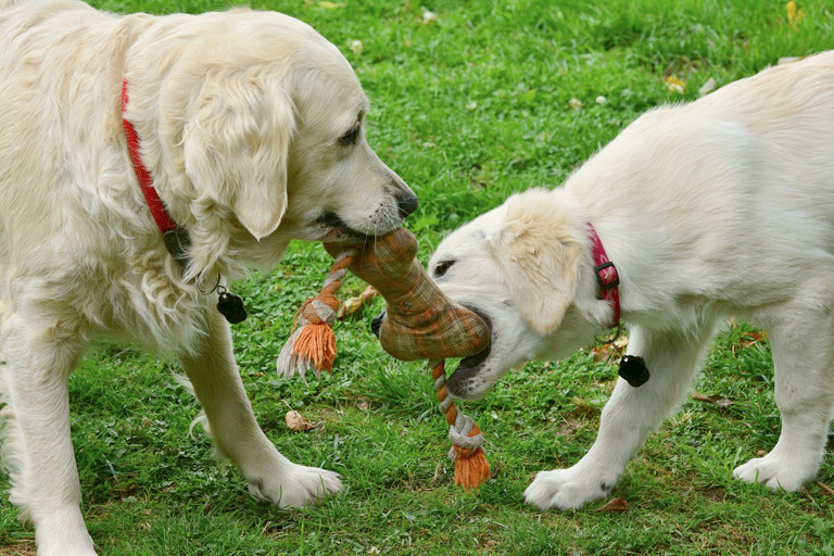 Zabawy psów – przeciąganie sznurkiem