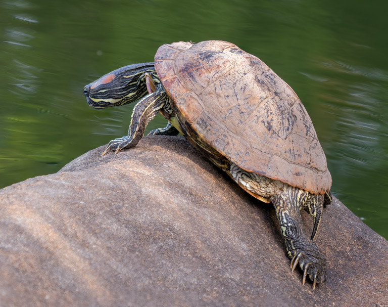 Żółw czerwonolicy żyje w płytkich zbiornikach o mulistym dnie i na bagnach. Jest aktywny w ciągu dnia od 12 do 14 godzin. Żółw żeruje głównie rano i wczesnym wieczorem, tylko w wodzie.