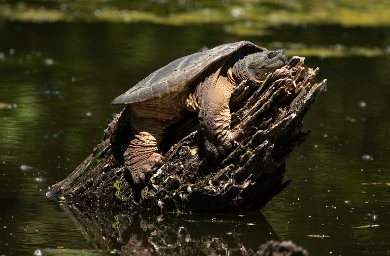 Żółw jaszczurowaty uznany jest w Polsce za gatunek inwazyjny.