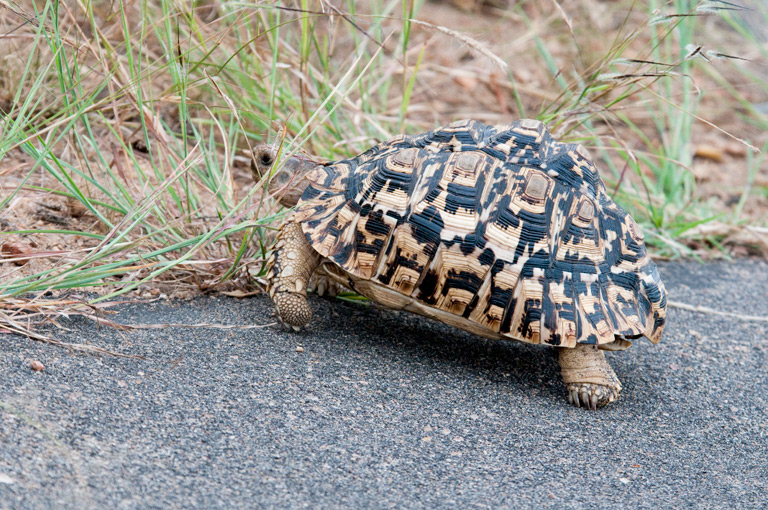 Żółwie lamparcie dojrzałość płciową osiągają między 12 a 15 rokiem życia.