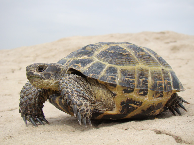 Żółw stepowy – cena, hodowla, opis gatunku