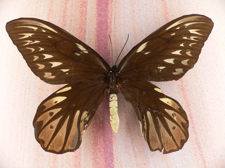 Największy motyl świata – motyl królowej Aleksandry