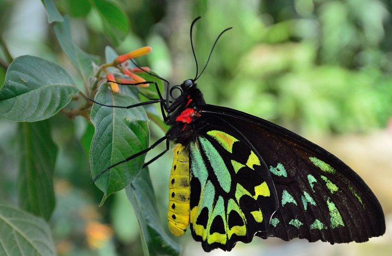 Co jedzą motyle – czym karmić motyla?