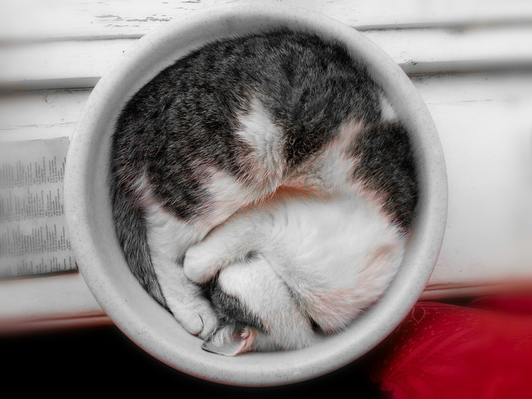 Kot śpi niemal wszędzie, każdy kto miał kota, albo widział śmieszne filmy z kotami wie, że dla kotów nie ma złego miejsca na sen.