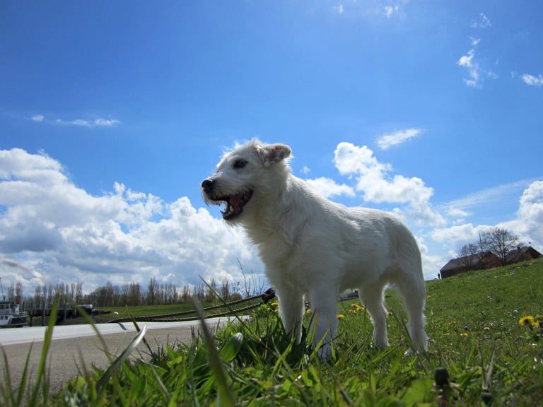 Parson Russel Terrier to niezależny i samodzielny pies myśliwski o dosyć silnym charakterze.