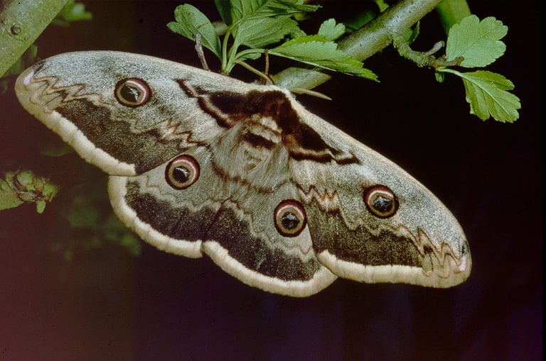 Największy motyl w Europie – pawica gruszówka