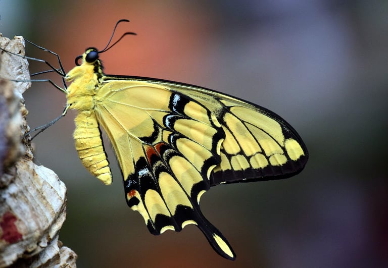 Motyle, nazywane również łuskoskrzydłymi to owady uskrzydlone spokrewnione z chruścikami.