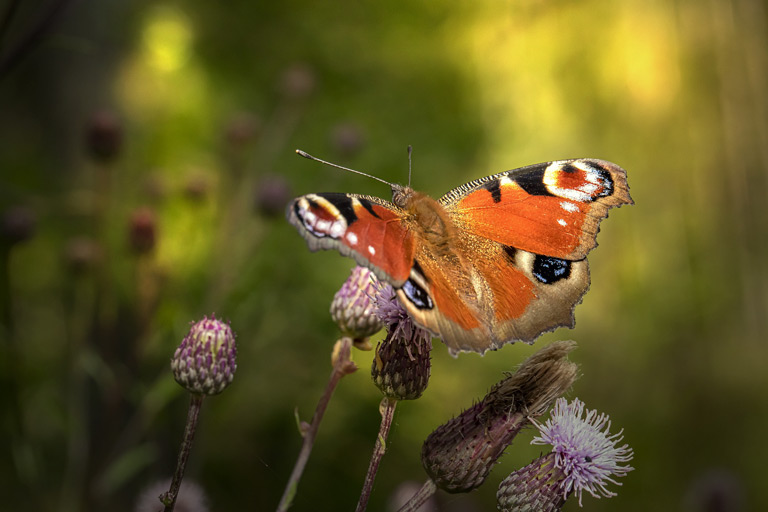 Rusałka pawik to jeden z najpowszechniejszych gatunków motyli, który pojawia się w ogrodach.