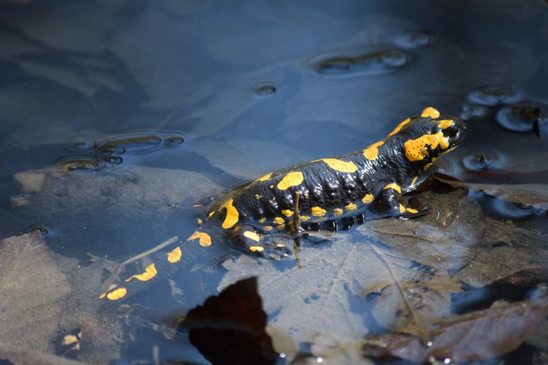 Hodowla salamandry w Polsce nie jest możliwa, ze względu na jej częściową ochronę.