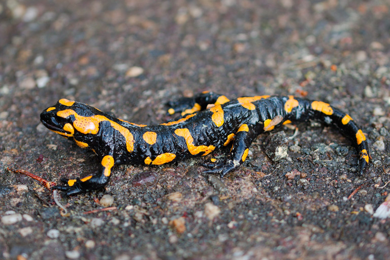 Salamandra plamista – występowanie, hodowla, opis | Zoonews.pl