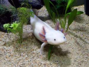 Aksolotl meksykański – axolotl – opis gatunku