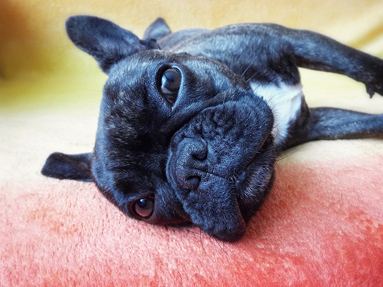 Buldog francuski miniaturka – czy istnieje taka rasa psów? | Zoonews.pl