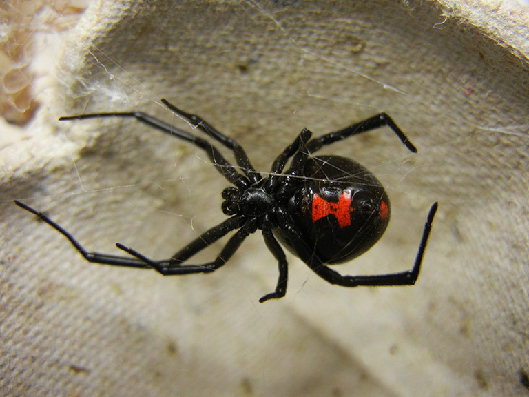 Czarna wdowa pająk