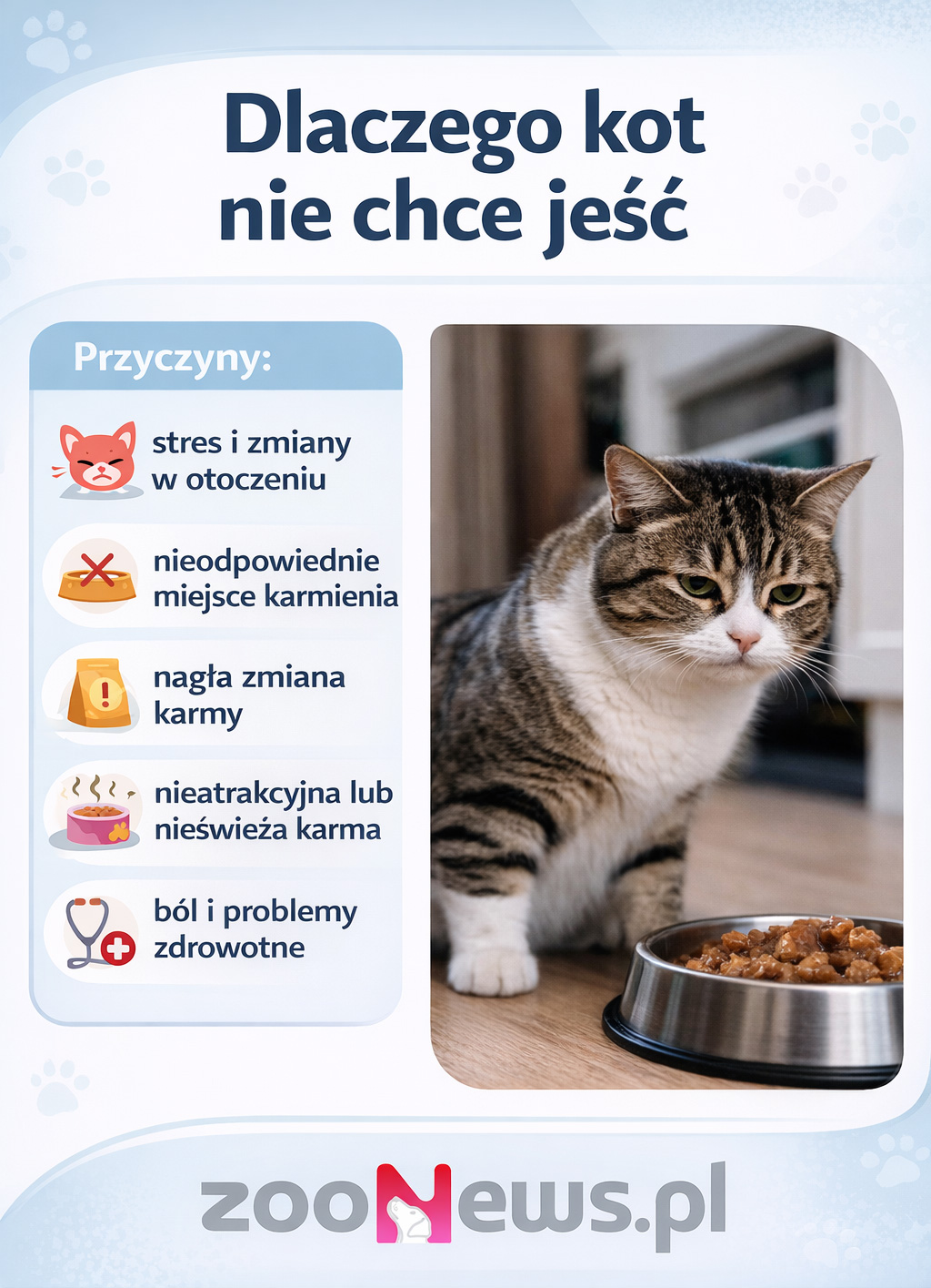 Dlaczego kot nie chce jeść infografika