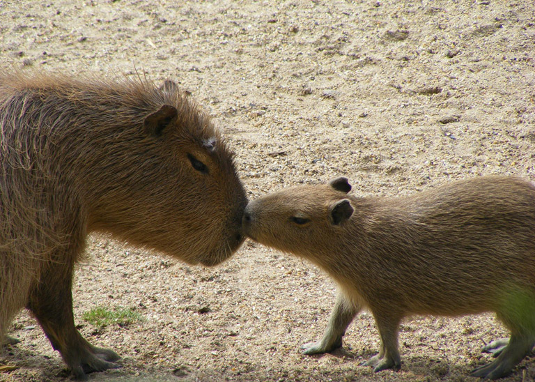 Kapibara nie jest hodowana powszechnie, ale istnieją w Kolumbii nieliczne farmy ukierunkowane na przemysł skórzany.
