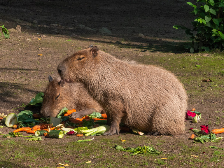Kapibara to roślinożerny gryzoń.