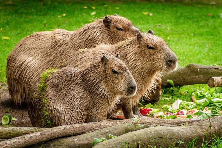 Kapibara – JAK WYGLĄDA? Ile żyje, cena | Zoonews.pl