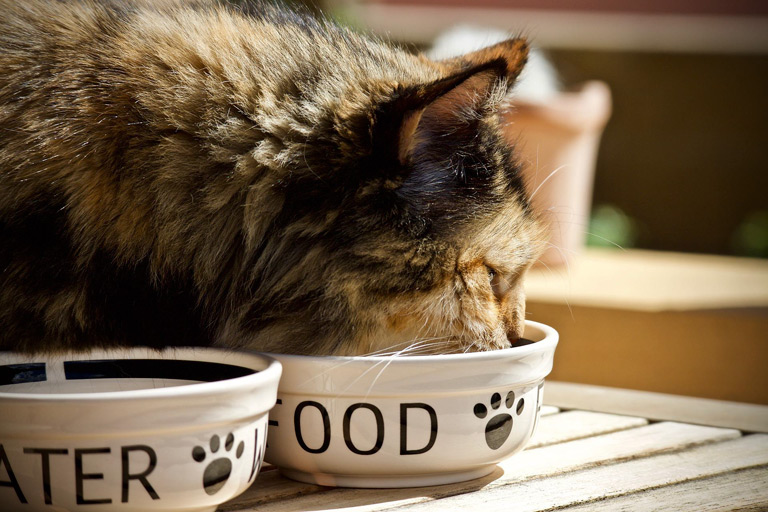 Kotek nie chce jeść – najczęstsze przyczyny