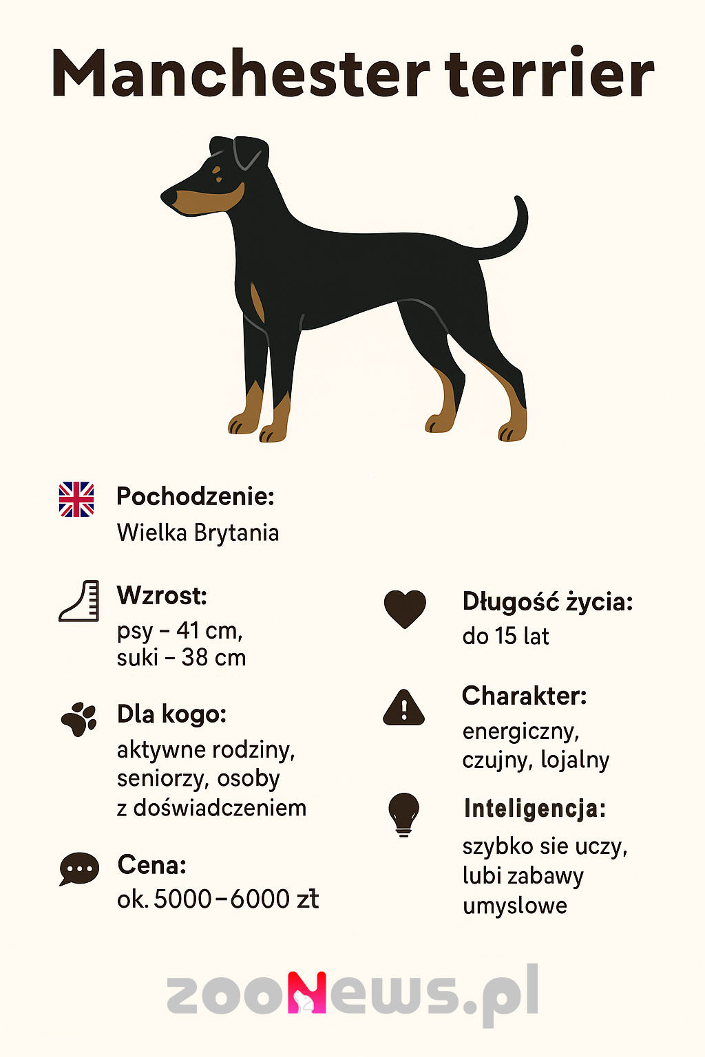 Manchester terrier infografika