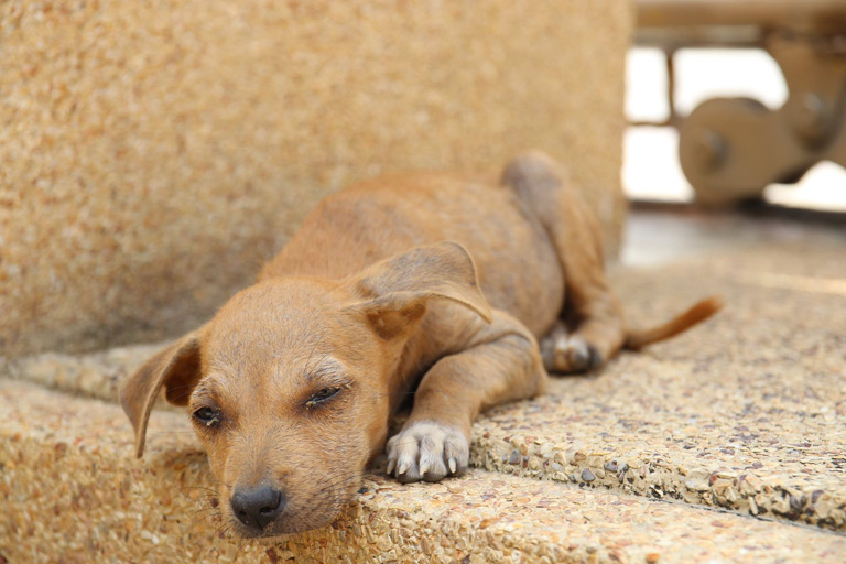 Parwowiroza u psa – psi tyfus – objawy, leczenie, ile trwa