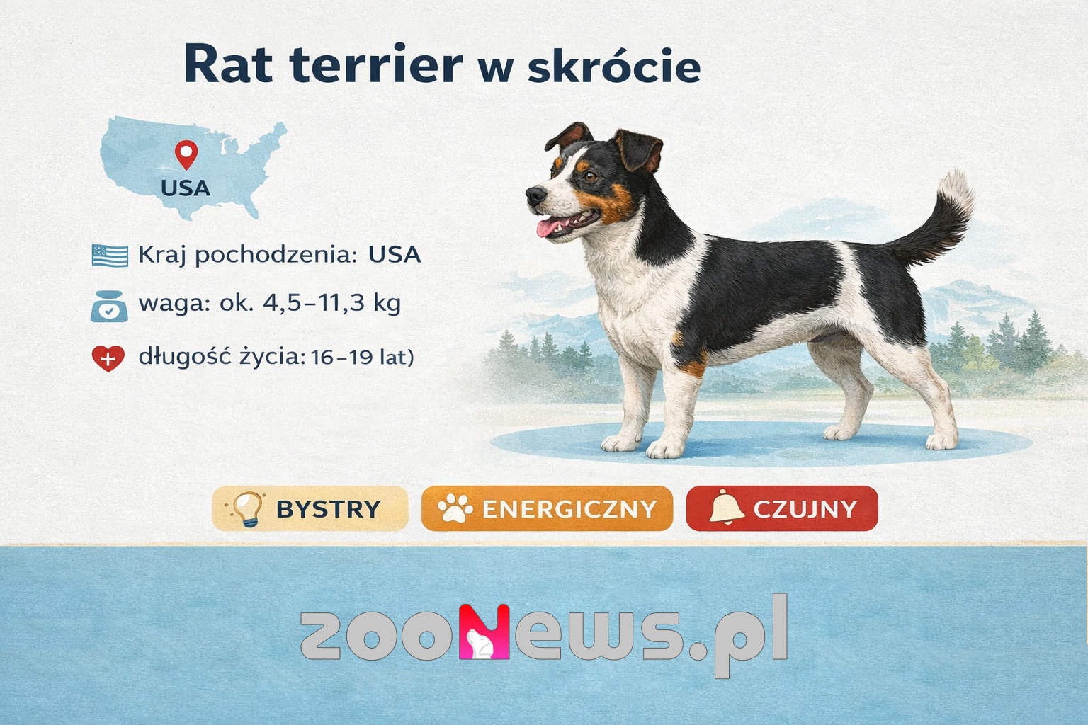 Rat terrier infografika