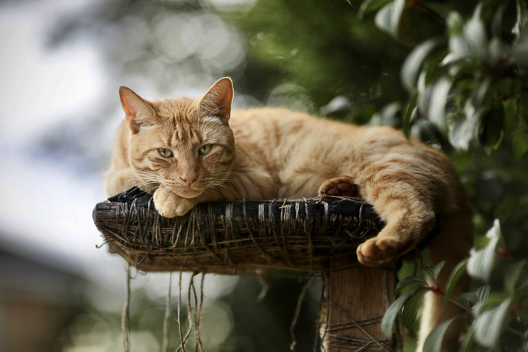 Ruja u kotki – objawy, ile trwa, kiedy, DOMOWE SPOSOBY