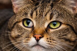 Trzecia powieka u kota