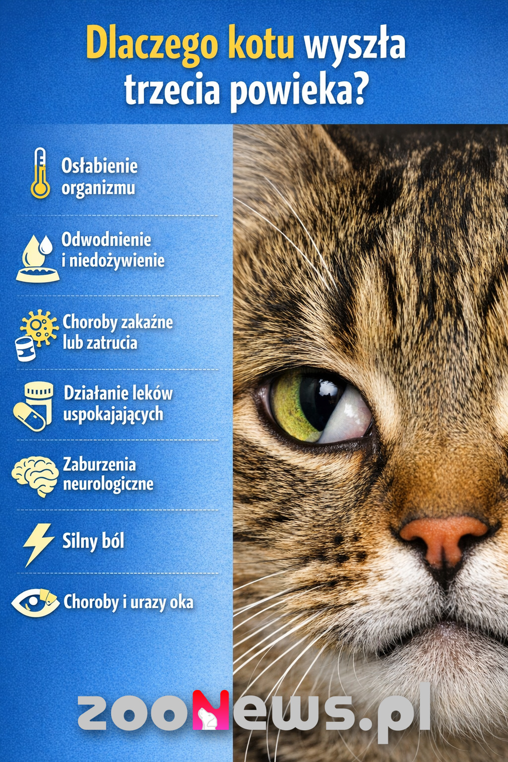 Trzecia powieka u kota infografika