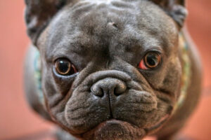 Trzecia powieka u psa