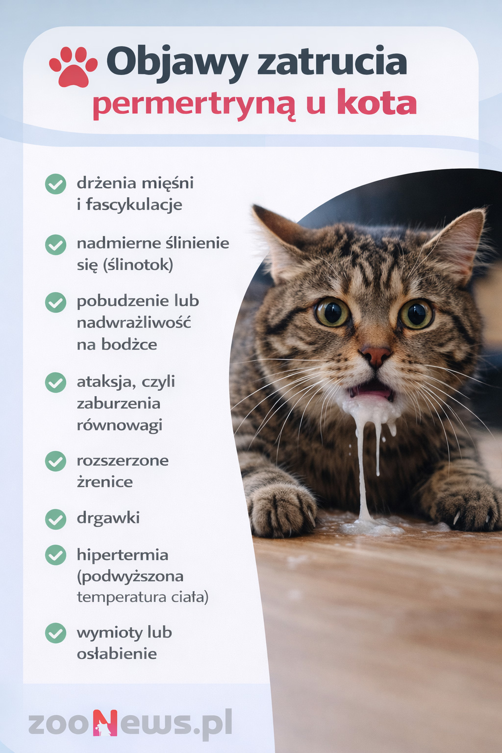 Zatrucie permetryną u kota infografika