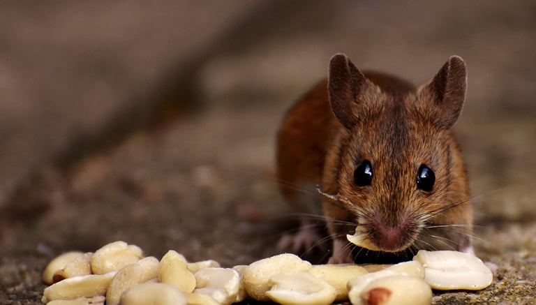Co jedzą myszy domowe - jak prawidłowo żywić te gryzonie | Zoonews.pl